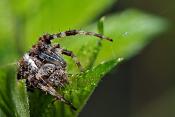 kruisspin (araneus diadematus)